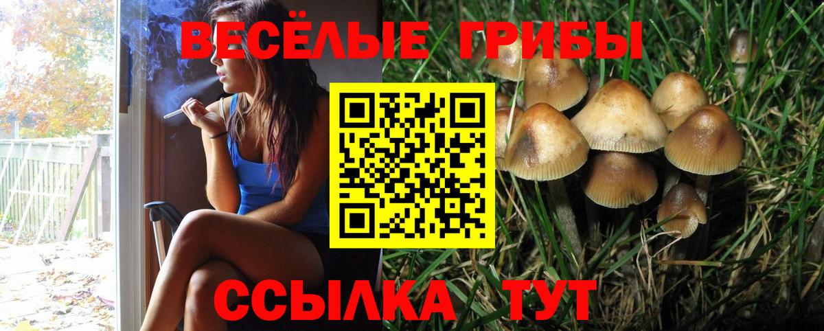 Псилоцибиновые грибы Psilocybine cubensis  Светлоград 